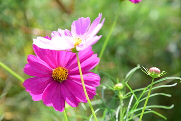 Obraz premium 秋桜