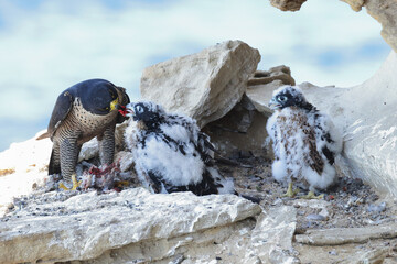 Peregrine Falcon feeding chicks on cliff face nest © Ken Griffiths