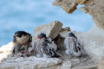 Peregrine Falcon feeding chicks on cliff face nest © Ken Griffiths