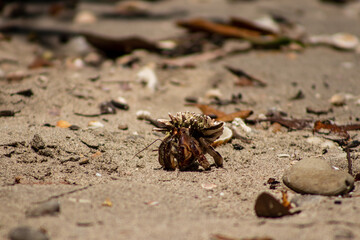 crab on the beach