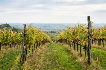 Fototapeta na wymiar Yellowing vineyards in autumn in the Chianti valley in Tuscany, Italy