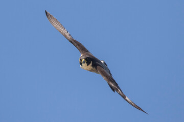 Australian Peregrine Falcon in flight
