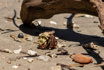 crab on the beach