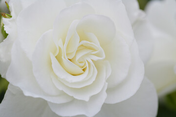 バラのクローズアップ