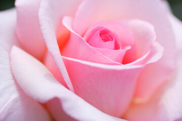 バラのクローズアップ