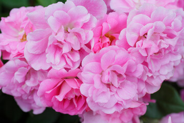 バラのクローズアップ