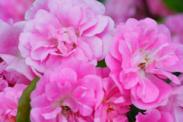 バラのクローズアップ