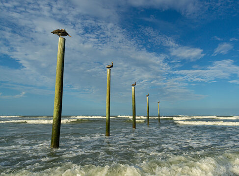 Row of pelicans on old pier dock pilings at the ocean