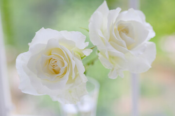 窓辺の白い薔薇