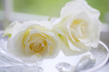 窓辺の白い薔薇
