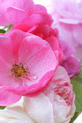 Fototapeta premium 薔薇のクローズアップ
