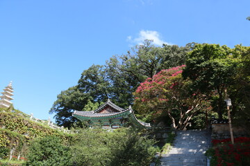 Fototapeta premium japanese garden in spring