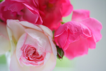 Obraz premium 薔薇