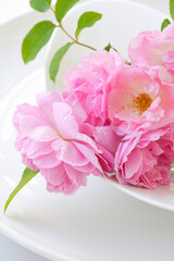 薔薇のクローズアップ