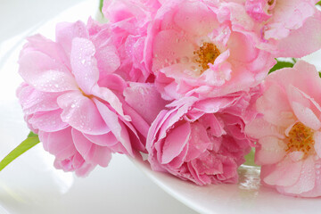 Fototapeta premium 薔薇のクローズアップ