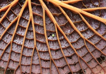 close up detail Back leaf of water lily or lotus 