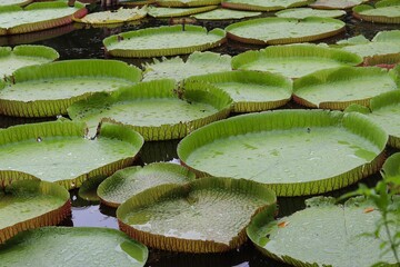 many Leaf of water lily or lotus on the water