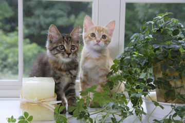 窓辺で並んだ二匹の子猫