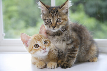 窓辺で並んだ二匹の子猫