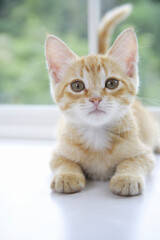 窓辺でポーズする子猫