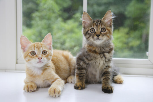窓辺で並んだ二匹の子猫