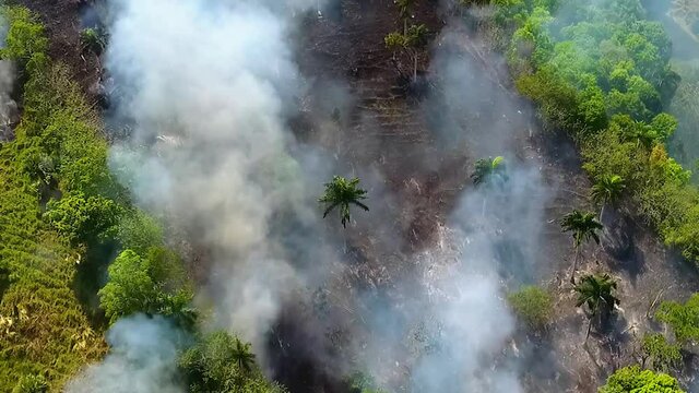 Earth's Lungs on fire, Drone shot of deforestation and wild fires, causing pollution, in Pantanal, Brazil, sunny day, South America - rising, top down, aerial view