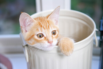 缶の中でくつろぐ子猫