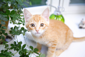 窓辺でカメラ目線の子猫