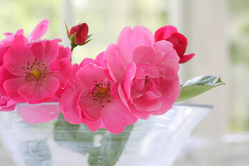 鮮やかなマゼンタ色の薔薇
