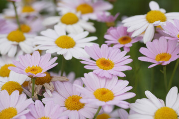 白とピンクのマーガレット