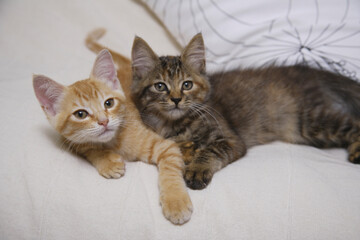 Fototapeta premium ソファでくつろぐ二匹の仲良し子猫