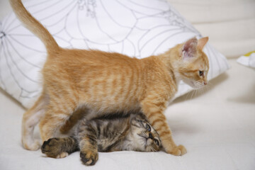 ソファで遊ぶ二匹の仲良し子猫