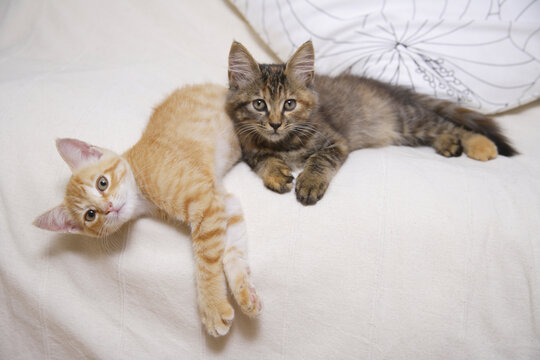 ソファでくつろぐ二匹の仲良し子猫
