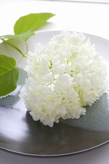 クローズアップされた白い花アナベル