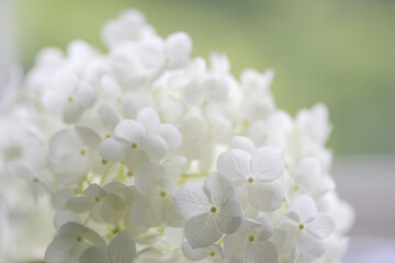 クローズアップされた白い花アナベル