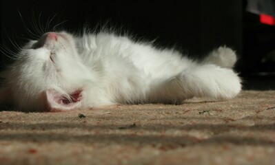 white persian cat