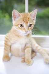 窓辺でお座り子猫