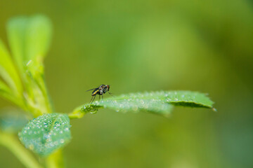 Naklejka premium fly
