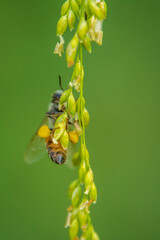 honey bee