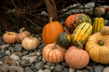 Atlantic Giant Pumpkins (Cucurbita maxima) on rustic display