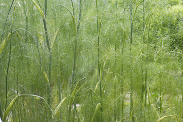 ハーブガーデンのフェンネル