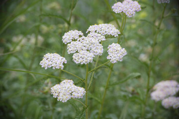 セイヨウノコギリソウ