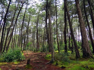 Fototapeta premium deep in the cypress forest