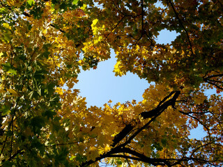 blue sky between autumn yellow maple leaves, copy space