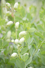 初夏のマルバハギ