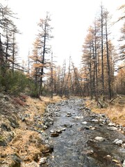 river in the woods