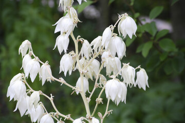 初夏に咲くユッカの白い花