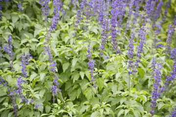 ナチュラルガーデンのサルビア