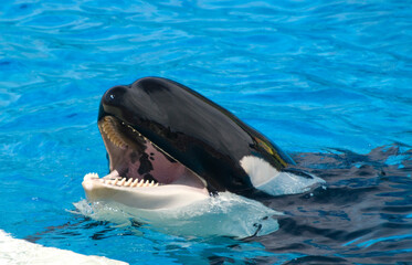 Fototapeta premium Orca with mouth wide open and showing its sharp teeth in clear blue waters