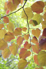 夏の庭を彩るアメリカハナズオ